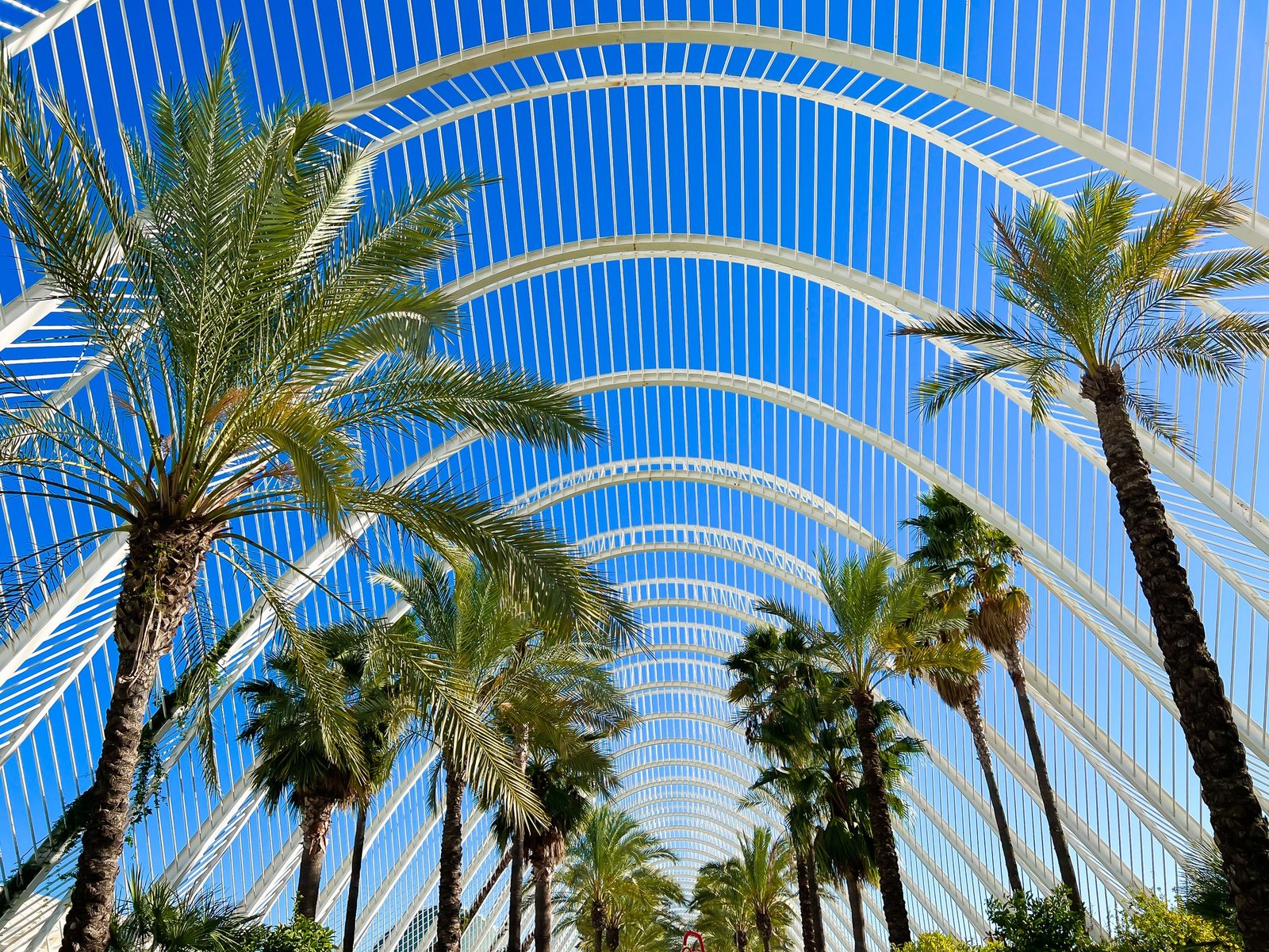 Palm trees